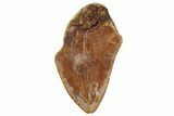 Bargain, Fossil Megalodon Tooth From Angola - Unusual Location #258593-1